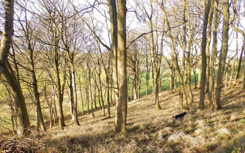 The farmer generates an income by selling wood as fuel while improving the woodland’s environmental benefits