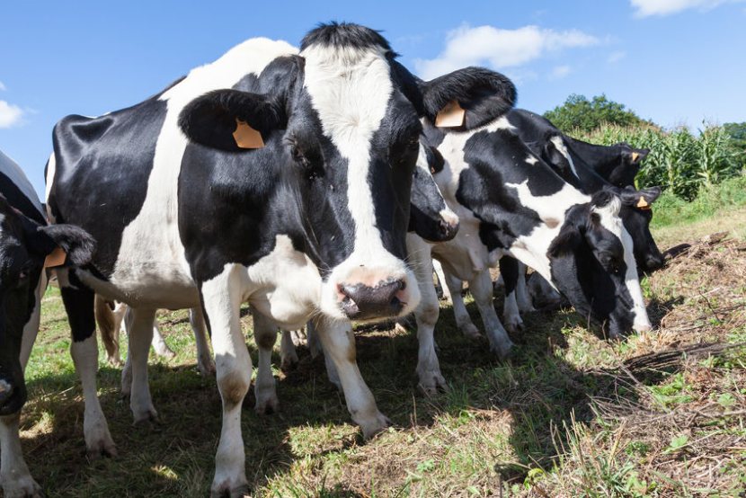 The online tool gives Welsh farmers tips and advice to cut ammonia emissions