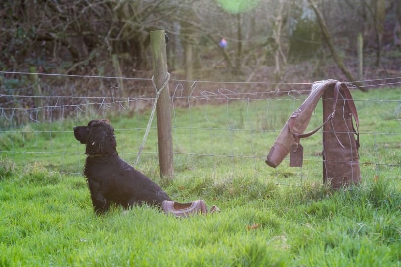 The majority of dog owners in the countryside have taken additional action to stop thefts