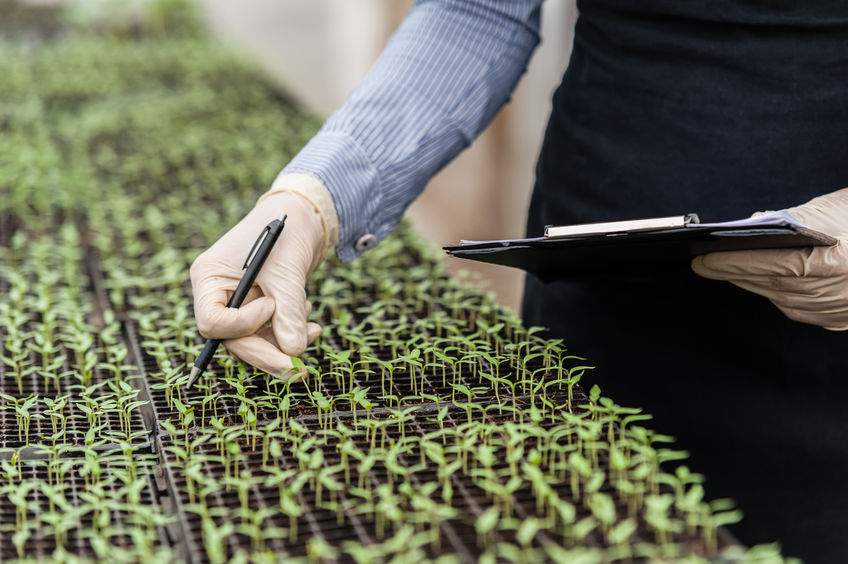 The study found NGTs capable of making crops more disease resistant and able to withstand climate change