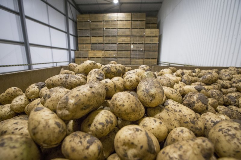 End-March grower held potato stocks in GB remain at 1.2m tonnes, well above the five-year average