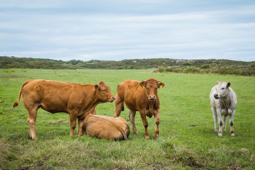 The debate saw MPs from across the UK highlight the benefits of British-produced food