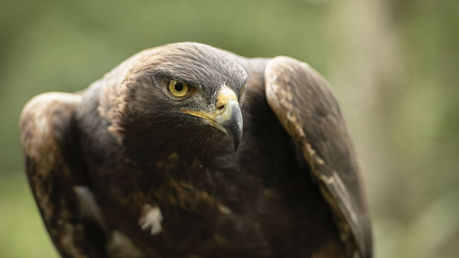 A public appeal has been issued following the discovery of a dead bird of prey in north east of Scotland