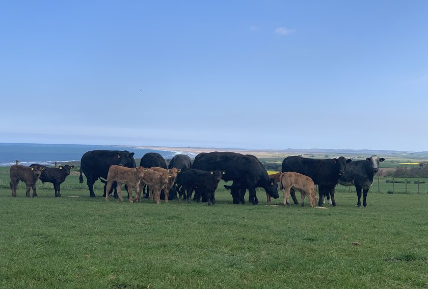 Dispersal of Northumberland's Inland Pasture herd will take place in early June