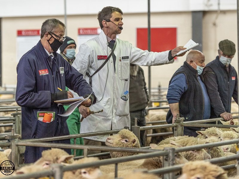 Sheep went under the hammer at the annual Dorset Horn and Poll Dorset May Fair in Exeter on 5 May