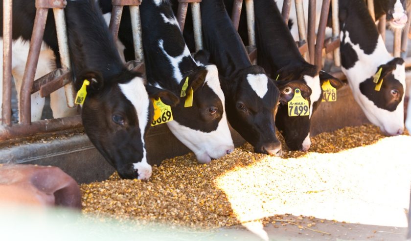 Unique monitors will be fitted to a network of dairy farms in south England