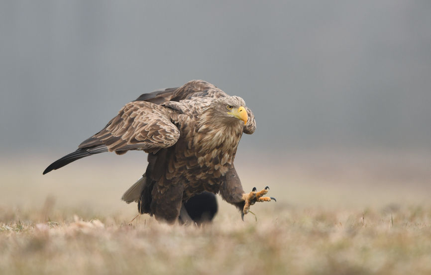 The Natural England licence will allow up to 60 birds to be released over a 10-year period