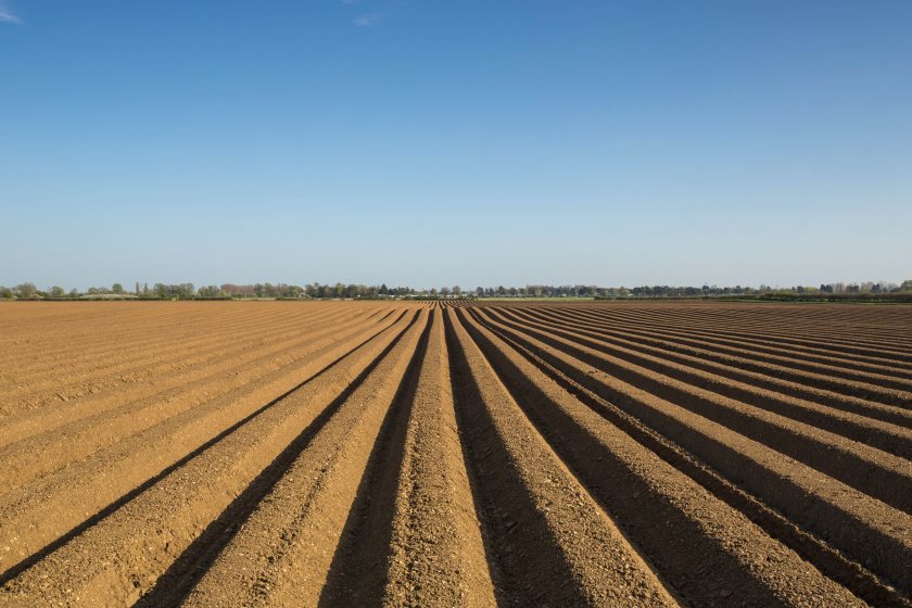 Leaving weeds unchecked can hit yield and slow down harvesting machinery, Corteva Agriscience warns