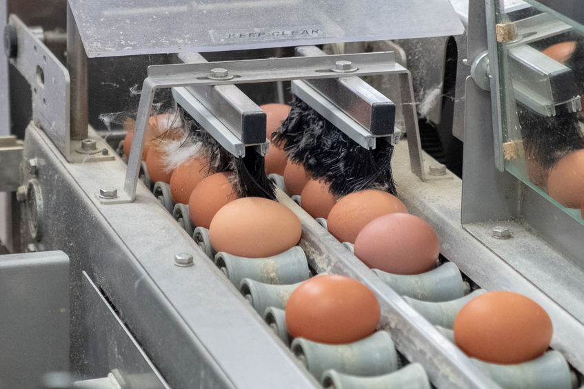 The British Egg Industry Council warns the government not to 'leave the back door open' to lower standard imports