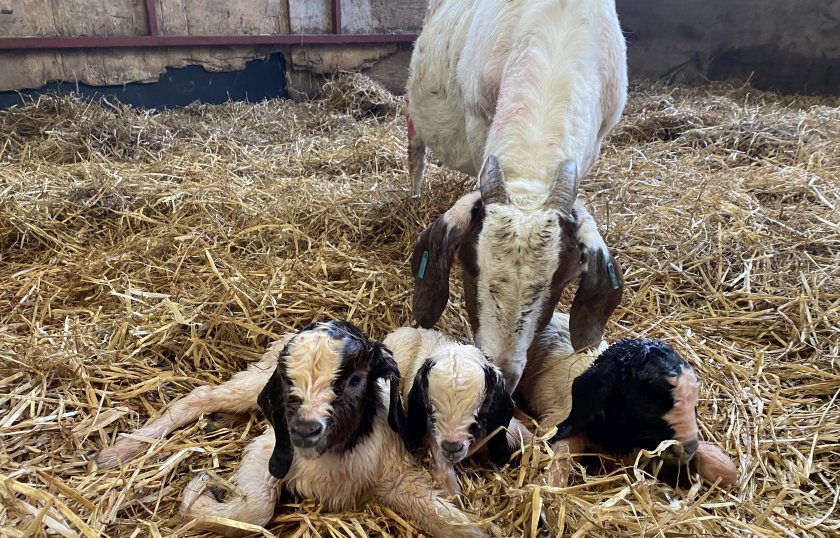 Only a handful of farmers in the UK are producing goatmeat on a commercial scale