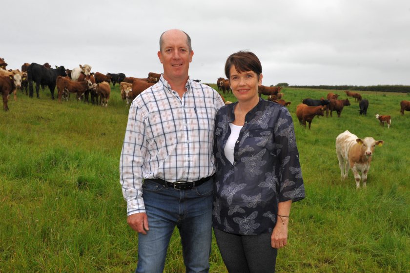 Herbal leys are helping the Jones' suckler beef farm finish cattle at pasture