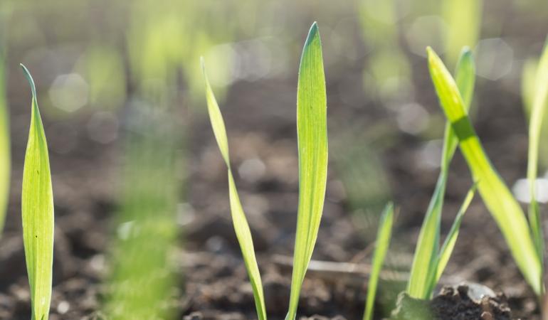 Scientists at Rothamsted Research will use the CRISPR gene editing technique as part of the project