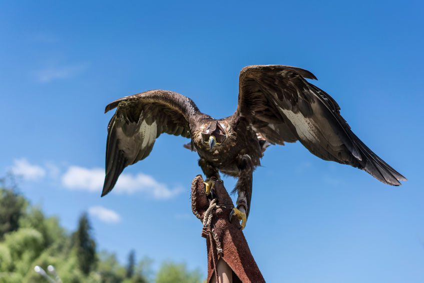 The new species reintroduction taskforce seeks to work with farmers and landowners