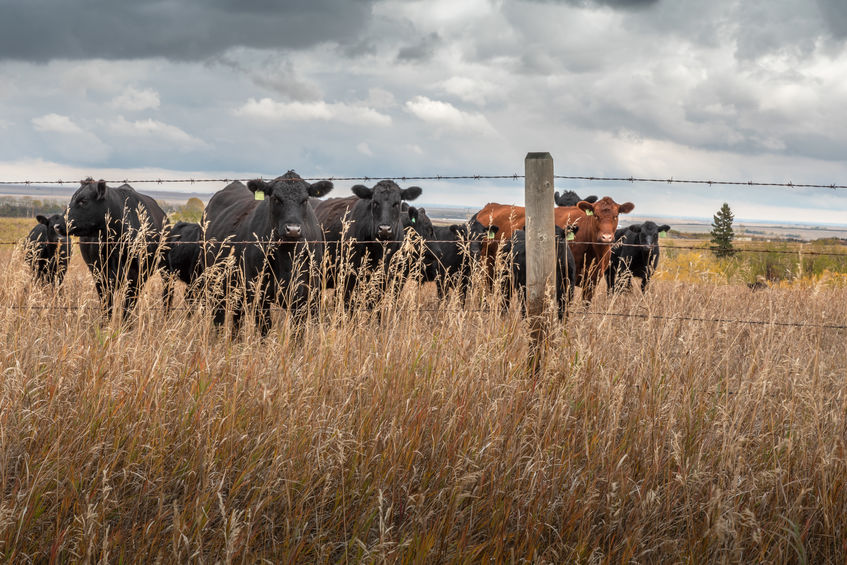 Farmers fear UK concessions to Australia and Canada would open the market to lower-quality imports