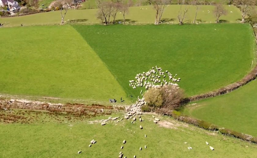 The Evans, who farm near Aberystwyth, have been experimenting with rotational grazing