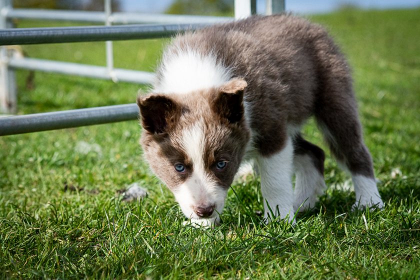 Nine-week-old Lassie rocketed to £7,600, setting a world record price for a sheepdog pup