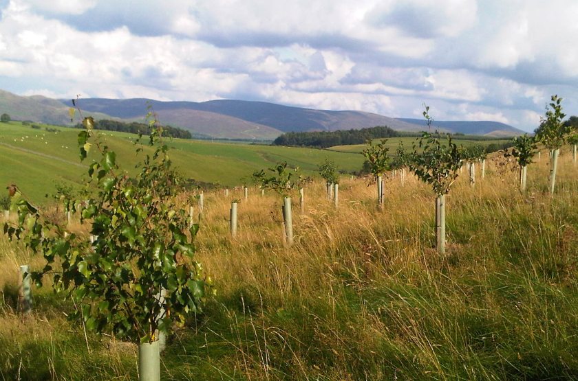 Farmers and land managers will soon be able to apply to the new woodland grant offer