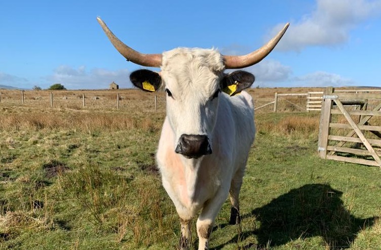 Numbers of White Park cattle plunged as low as 60 in 1973, but have since recovered to 950 breeding cows