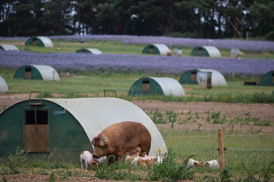 The Suffolk pig farming enterprise incorporates wildflowers for bees 