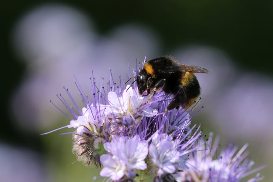 The focus on bees is something that the family would like to see other farmers getting involved in