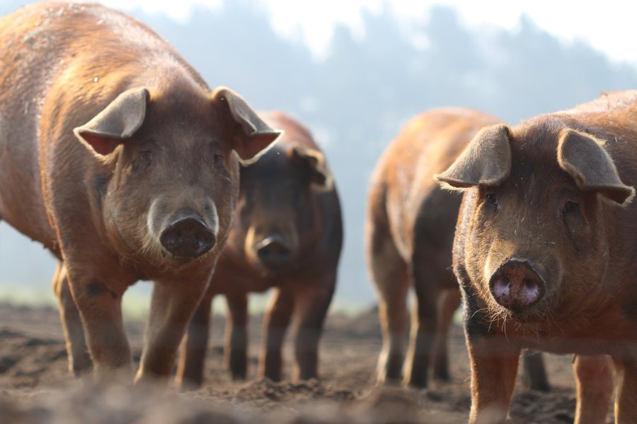 The unique nature of Dingley Dell’s marbled pork has enabled them to push into new markets