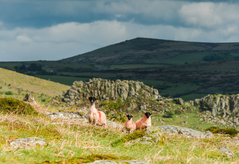 The report says there is a potential threat to important designated habitats in upland areas like Exmoor