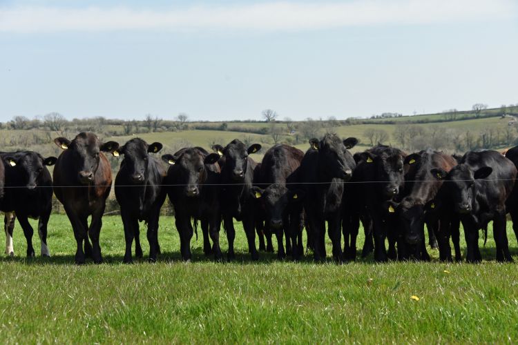 The GrassCheckGB project aims to improve grassland productivity and pasture utilisation
