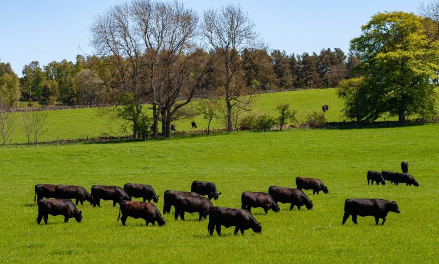 Blelack Farm is synonymous with the breeding of prize pedigree herds (Photo: Savills)