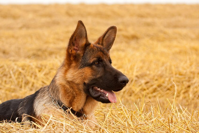 It will be made easier for police to collect evidence and, in the most serious cases, seize dogs