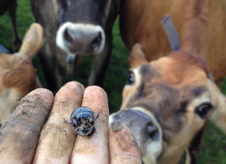 Dung beetles are hugely beneficial to farms in a number of other ways