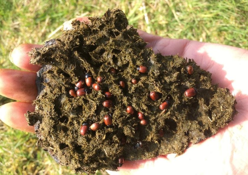Dung Beetles for Farmers aims to spread awareness of the beetle