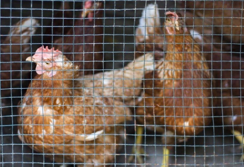 European politicians are looking to phase out cages in farming completely by 2027