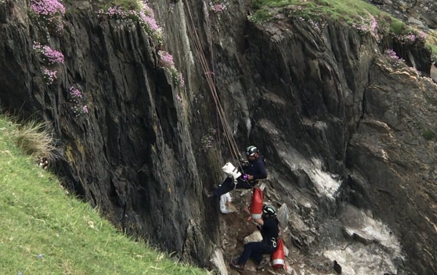 The lamb faced a 20-metre drop, where she would have fallen on rocks and landed in the sea