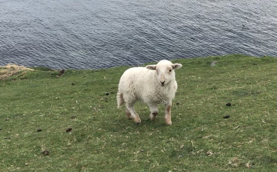 Farmer Arwyn Owen, who owns the lamb, said the lamb was 