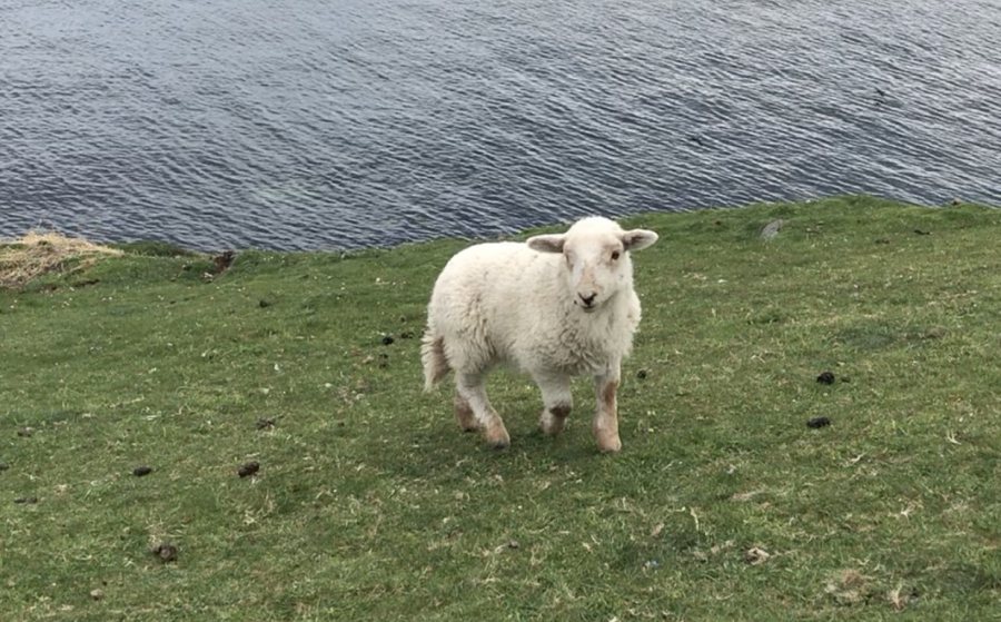 Farmer Arwyn Owen, who owns the lamb, said the lamb was 'alive and well'