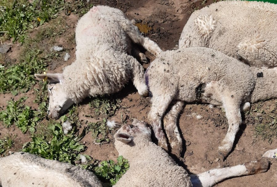 The majority of the lambs were left in a pile and others scattered around (Photo: Mansfield District Police)
