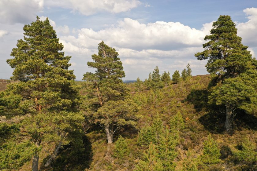 Saddle Hill offers Caledonian pine, heather moorland, and deep peat offering potential for peatland restoration