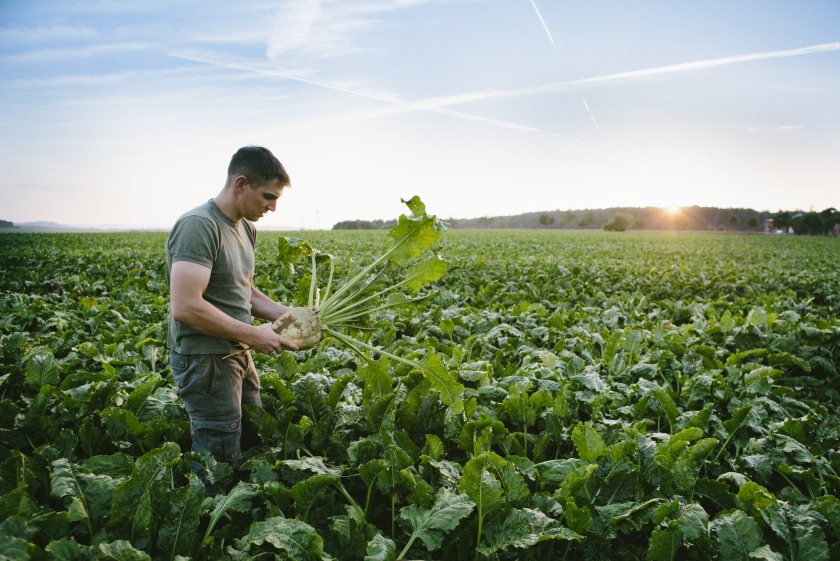 The re-introduction of sugar beet in Scotland represents an opportunity for farmers