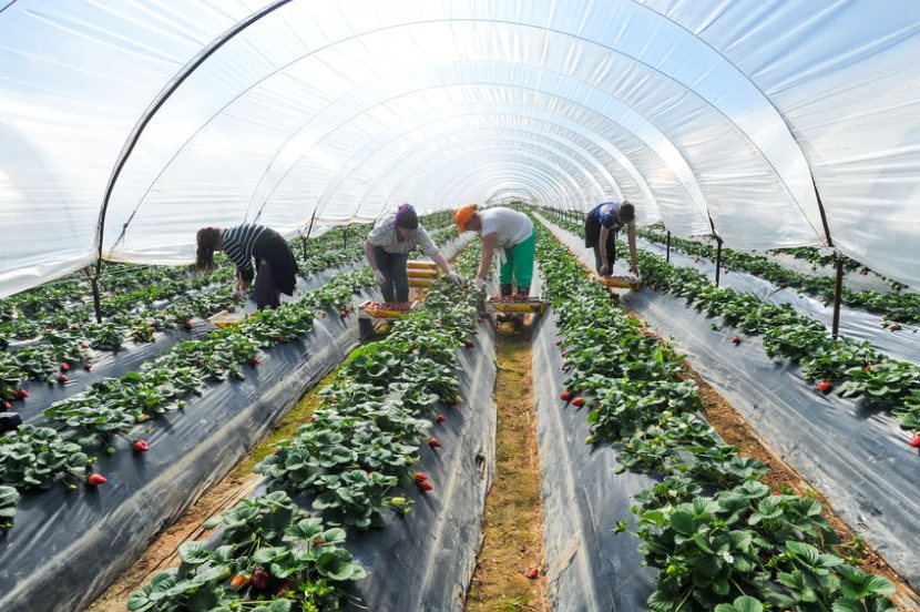 The study says farms will need to be more competitive and attractive to work to help curb any labour shortfall