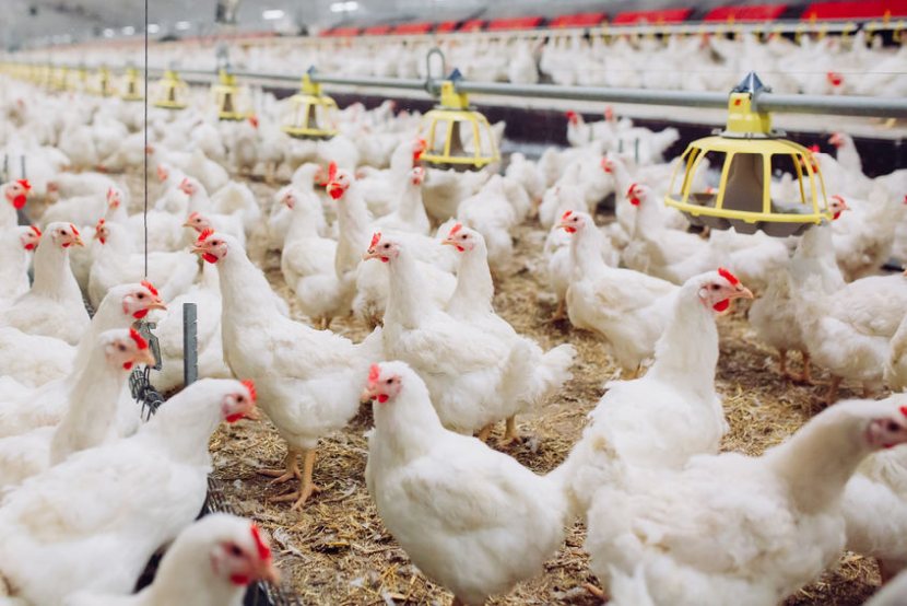 Poultry is half the meat the country eats, and the sector has grown significantly beyond the UK labour availability