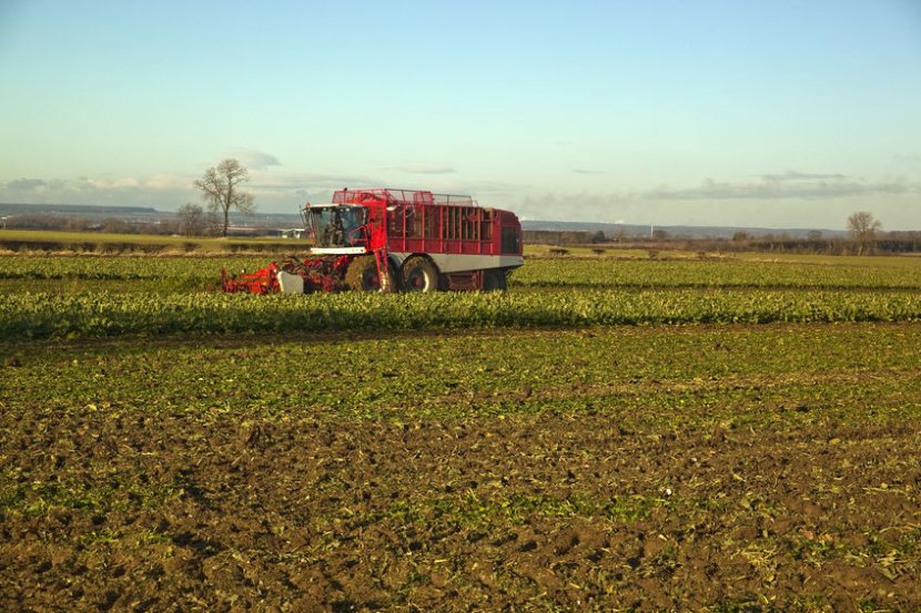 UK sugar beet growers are subject to different regulatory standards than Australia