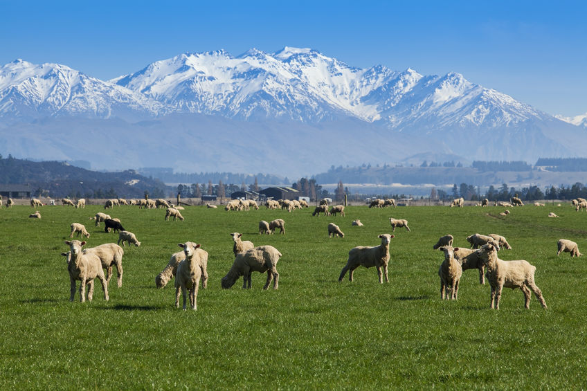 Beef and sheep meat tariffs have been a sticking point for the UK-NZ trade talks