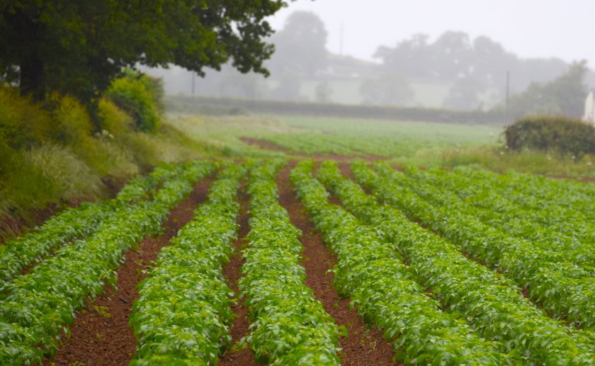 Hutton Criteria disease warnings have been declared in key potato-growing areas