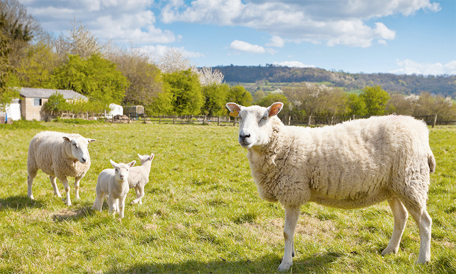 The market is particularly firm in Ireland and Britain, Quality Meat Scotland (QMS) says