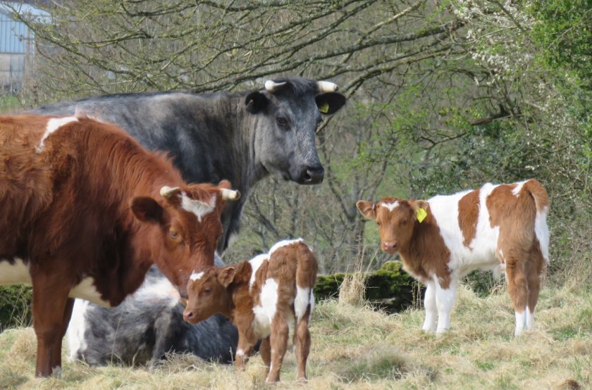There are currently only 1,500 female Shetland cattle in the UK