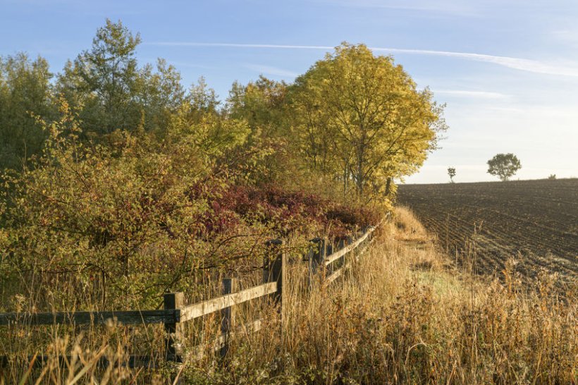 The schemes are designed to support farmers and landowners to plant new woodland