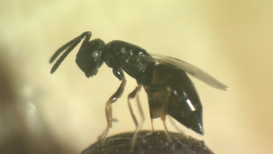 With chemicals expensive and an environmental risk, there is an alternative - parasitic wasps