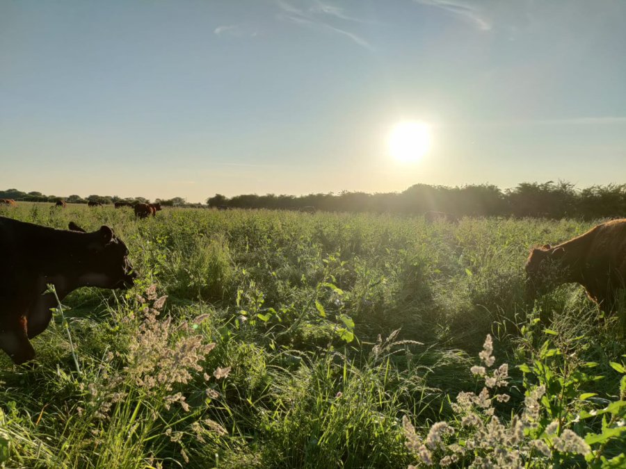 The project aims to better understand the impacts and benefits of introducing regenerative farming techniques