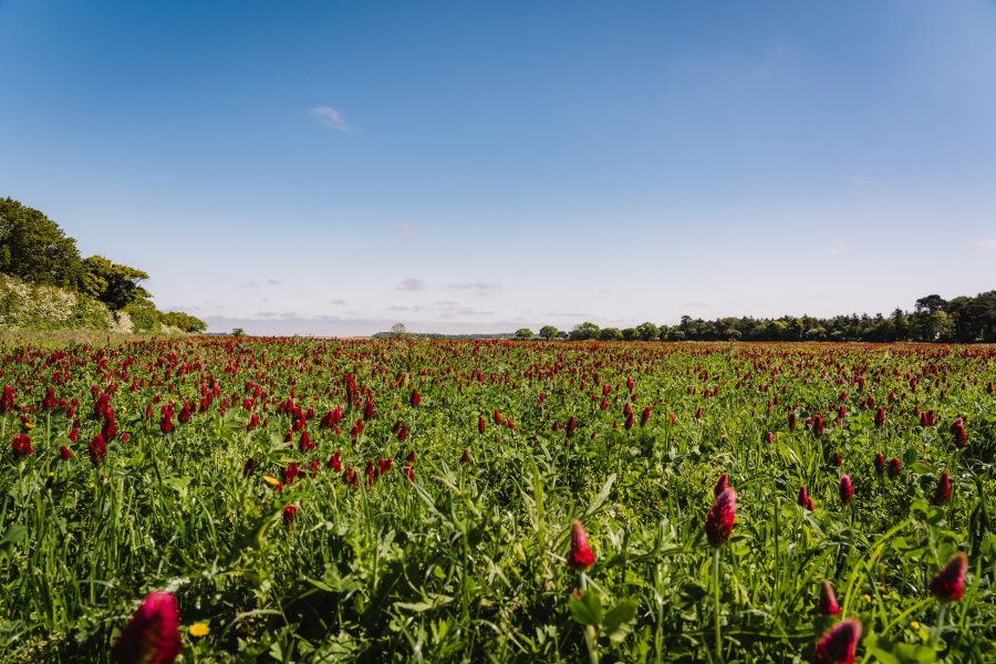 At the Ken Hill Estate on the West Norfolk coast a regenerative approach is showing signs of success