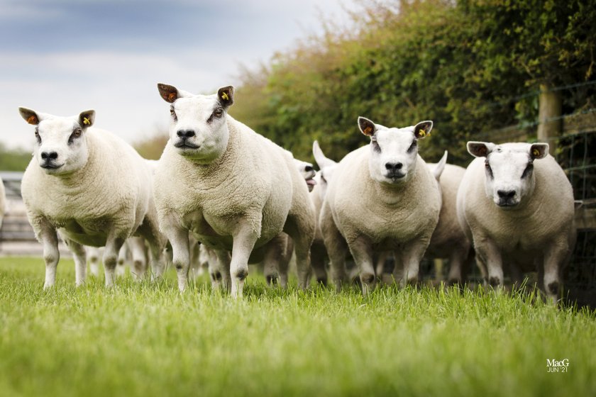Opportunity for both pedigree and commercial breeders to purchase stock from two pedigree Beltex flocks